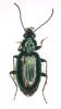 Bembidion tibiale